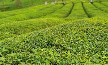 YILBAŞI ÖZEL KARADENİZ BATUM TURU
