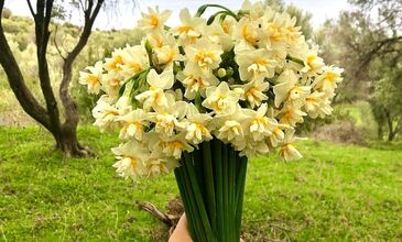 GÜNÜBİRLİK NERGİS FESTİVALİ TURU