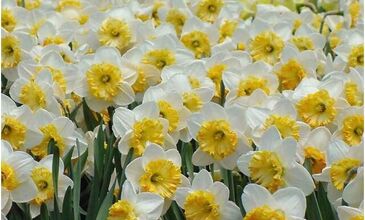 GÜNÜBİRLİK NERGİS FESTİVALİ TURU